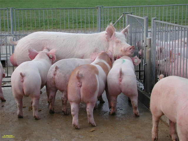 Best Management Practices for Mother Pig after Weaning (Dry Sow)